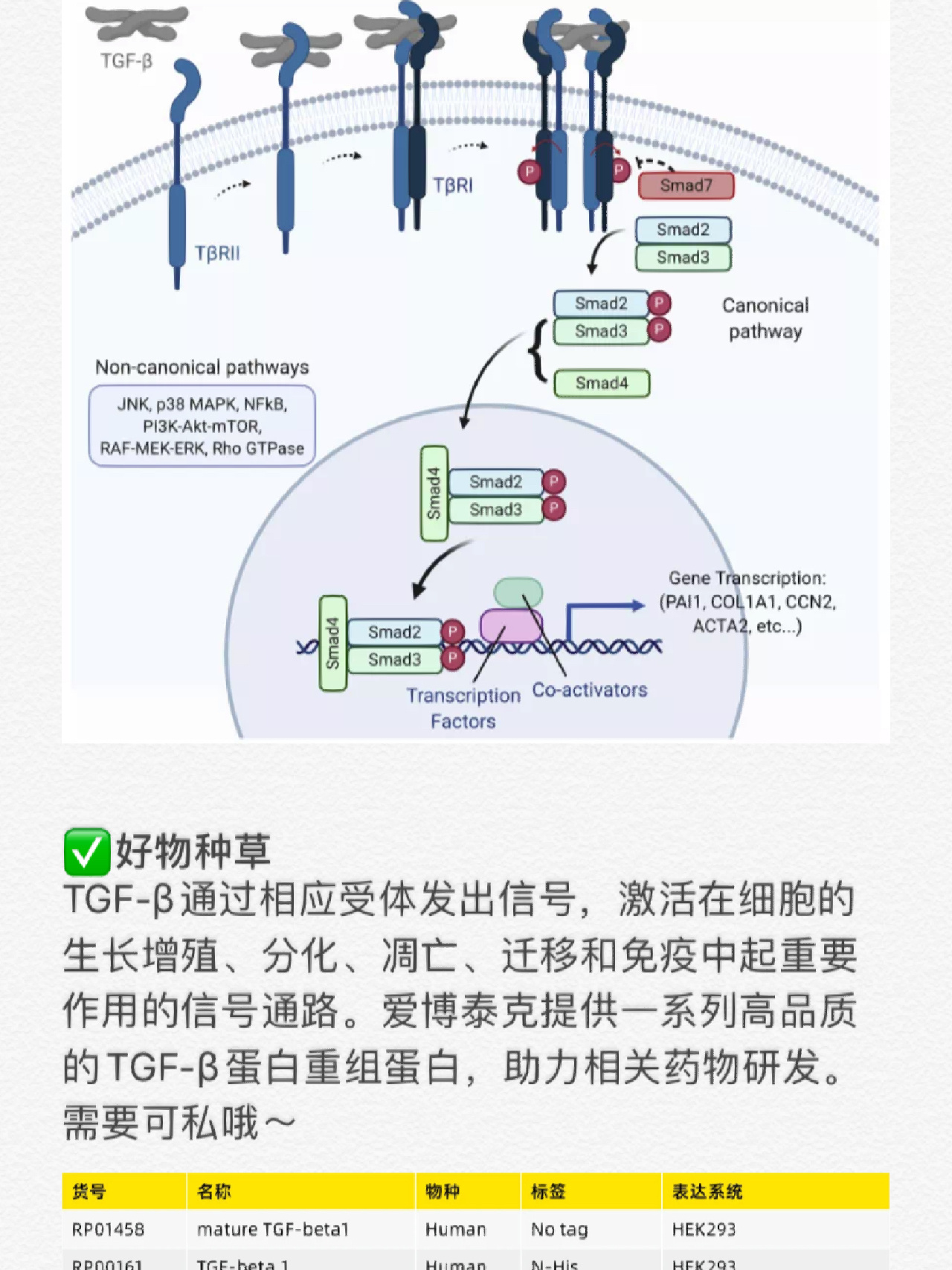 一次讲清tgf-β信号通路97附详细讲解 tgf-β具有多种生物学功能,对
