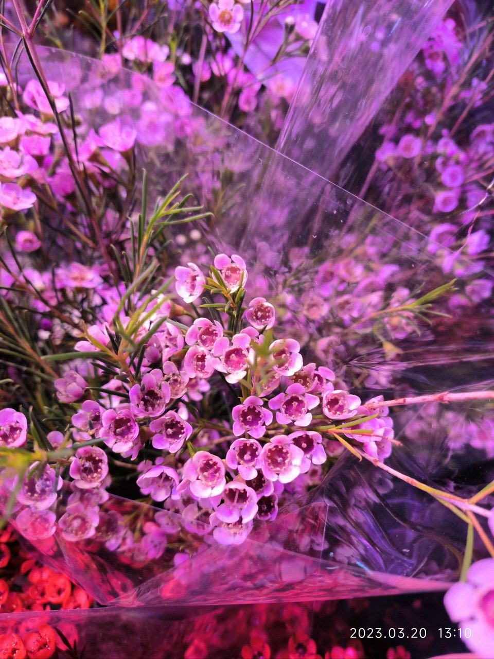花店的腊梅——风蜡花 澳梅 蜡花 桃金娘科植物,即淘金彩梅,又名杰拉