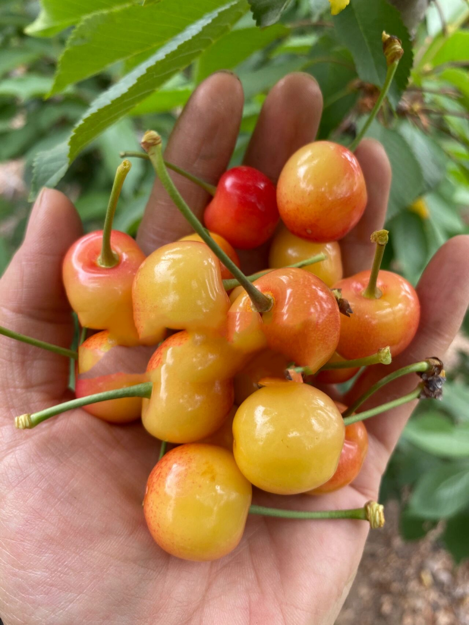 给大家看看黄蜜大樱桃的生长实况90 下午家里人在园里摘樱桃时拍的