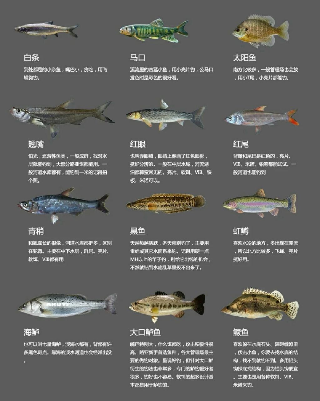 松花江路亚鱼种图片