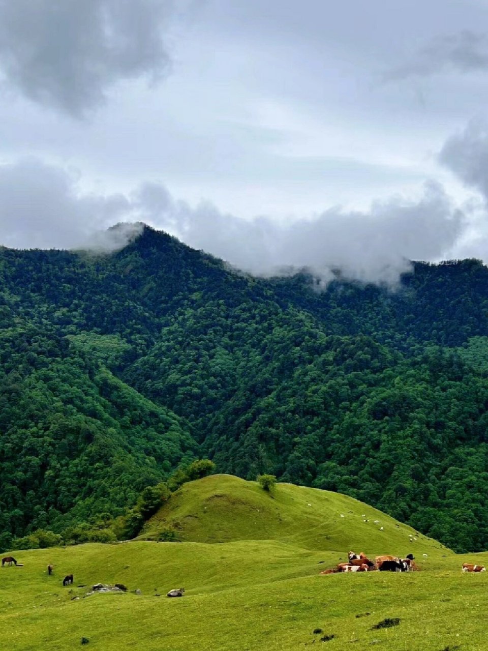 云中草原风景区图片