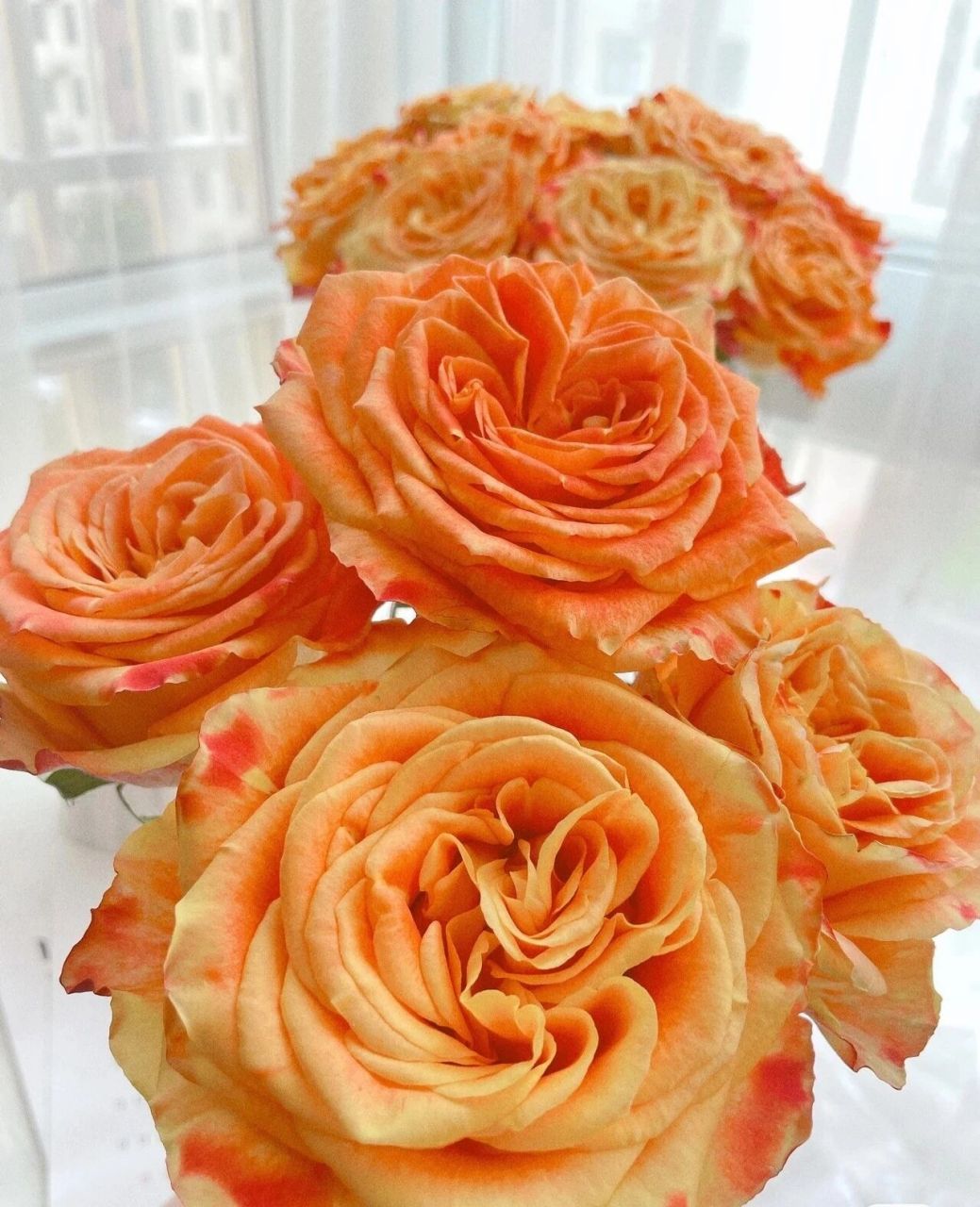 每天认识一种花--欢乐颂玫瑰 高端玫瑰欢乐颂 热情洋溢的颜色,是橙色