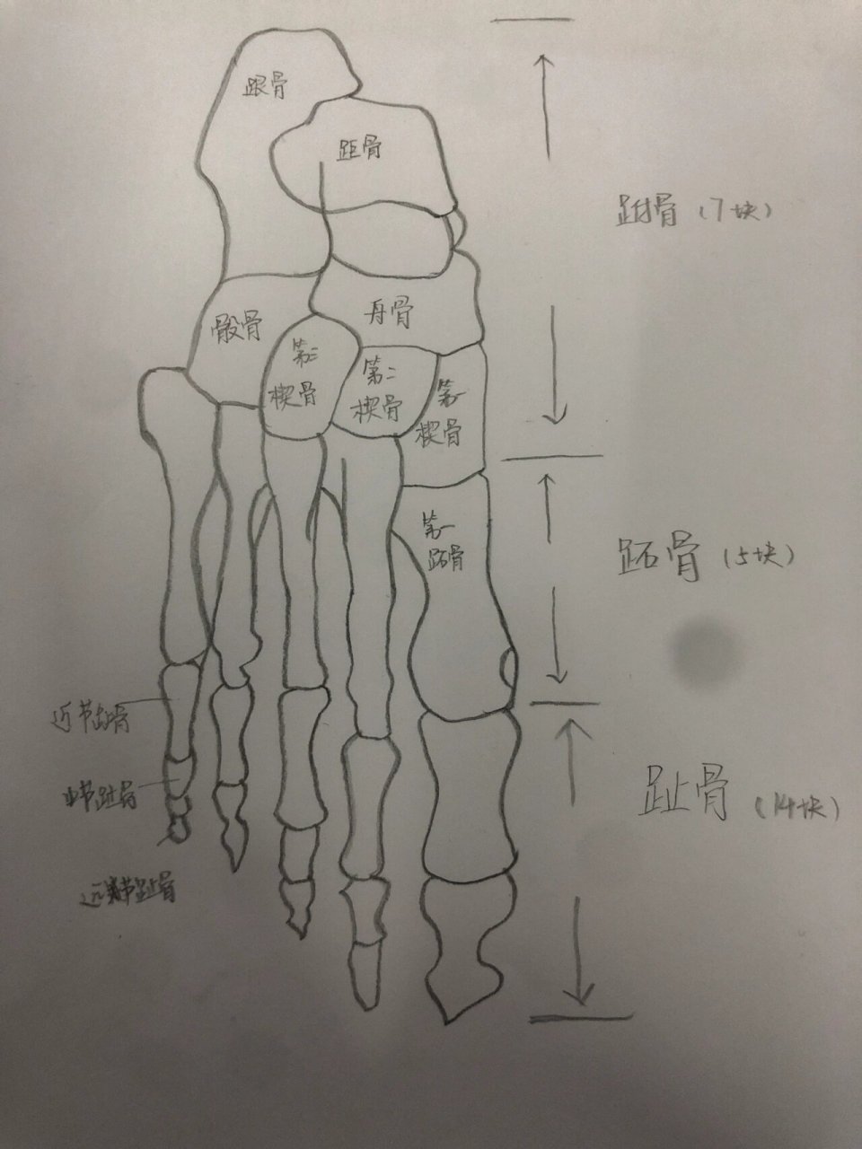 脚背构造详细图图片