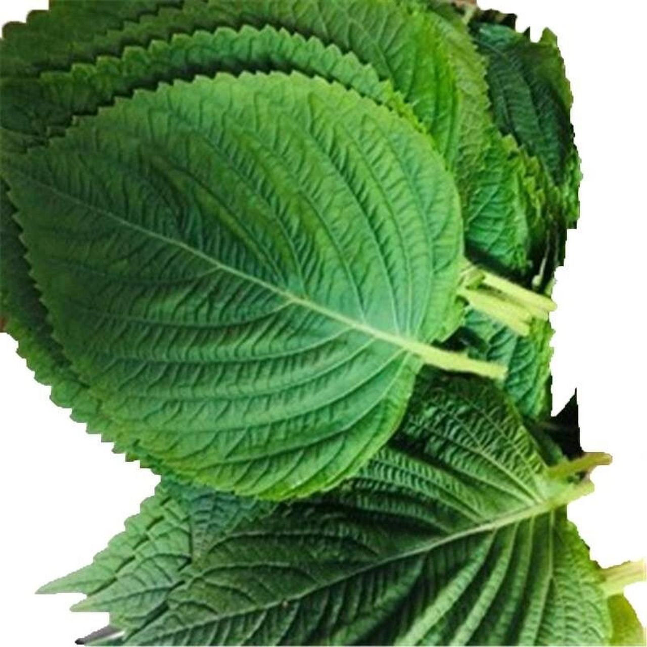 药食同源-苏子叶 苏子叶分为绿苏叶和紫苏叶,为一年生直立草本,可供