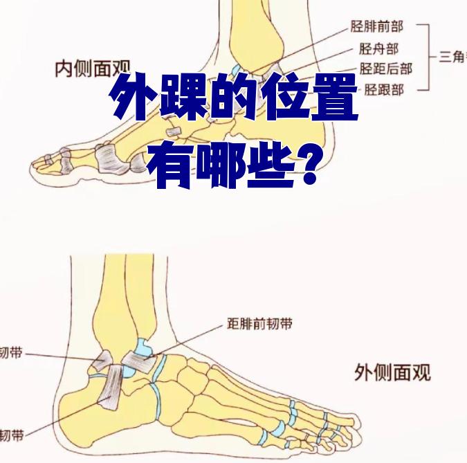 外踝就在小腿外侧最靠下的位置,也就是踝关节的外侧