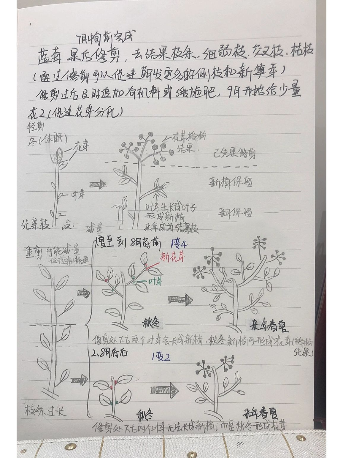 蓝莓修剪笔记 快来借鉴补充