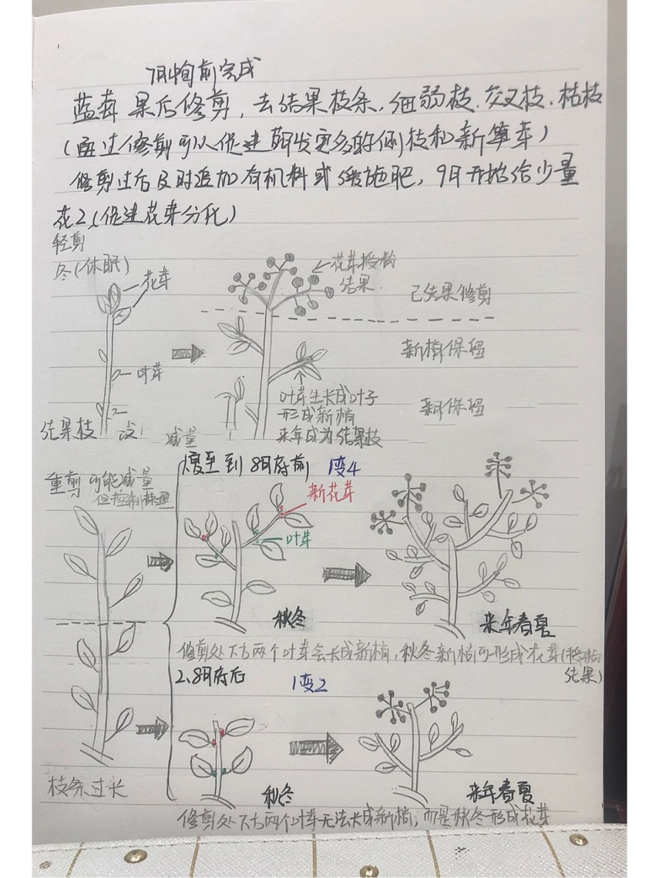 蓝莓修剪笔记 快来借鉴补充 稍稍整理了一下 有缺的欢迎补充呀 图上有