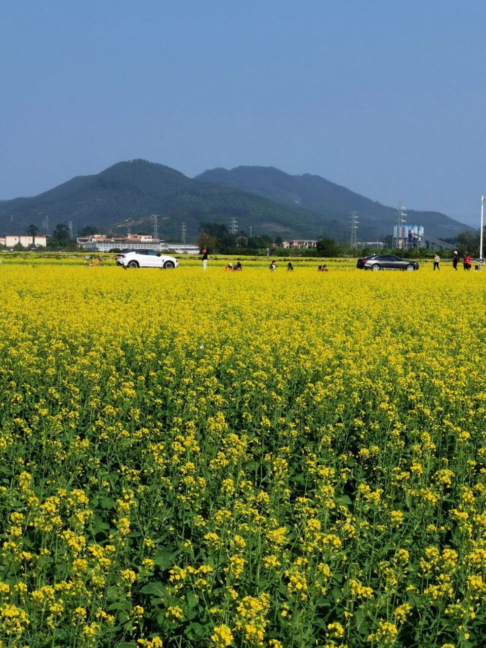 广州最美的油菜花海开啦/增城朱村稻田公园 广州现在好多地方都有油菜