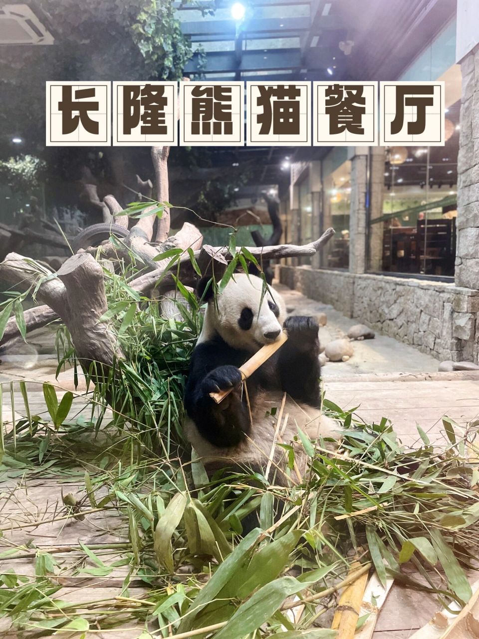 带你旅行|长隆野生动物园园内餐厅攻略 【熊猫餐厅】最大优势:可以边