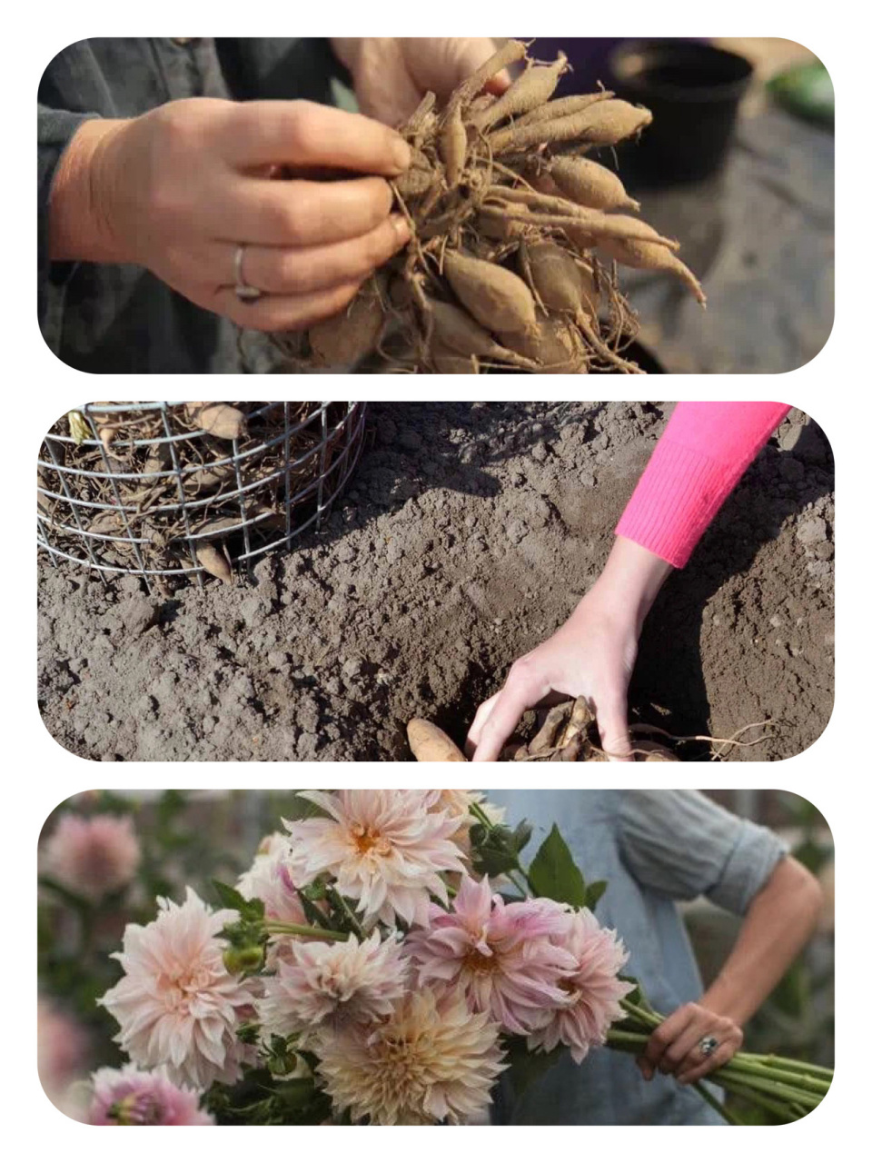 大丽花种植手册——盆栽与地载的注意点 ●种植时间:一般3月下旬到5月