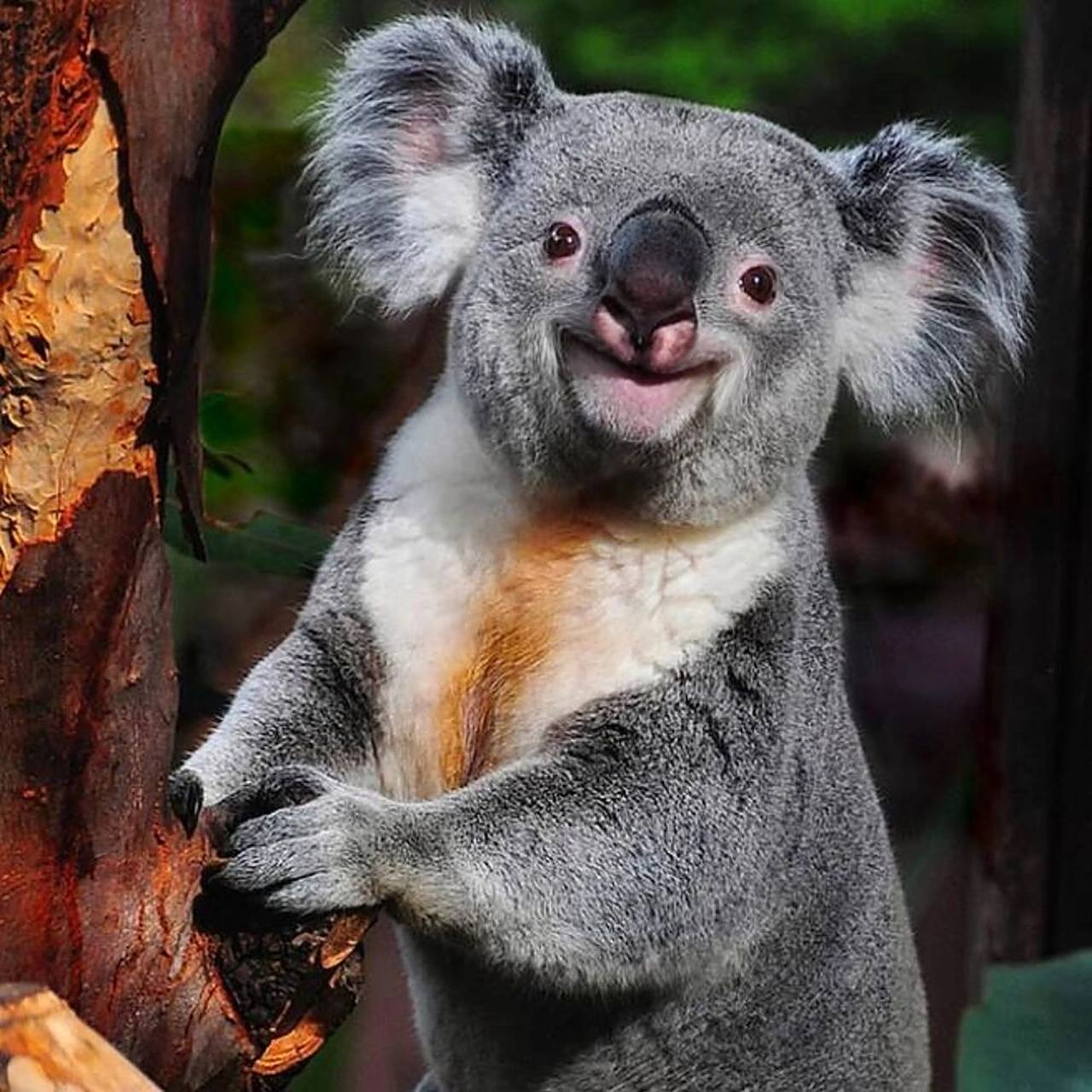 可爱的肥宅国宝——考拉  又叫 ,世界最可爱动物排行榜第15名.