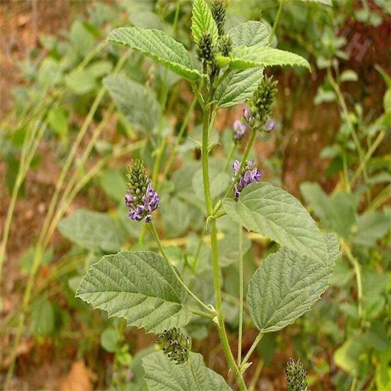 补骨脂 【每日一味中药】补骨脂 别名:破故纸,胡韭子,补骨鸱 【植物