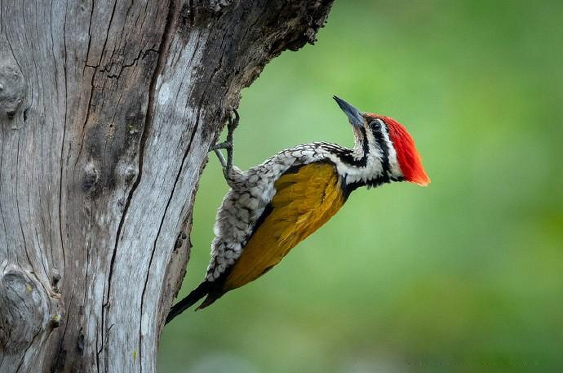 小鸟主题摄影作品 摄影师:chinnathambi kannan