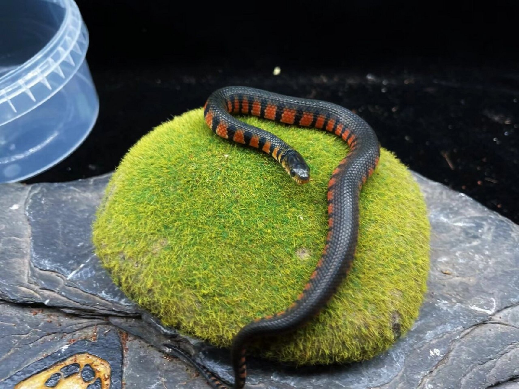 【新手福利】人工赤练华游苗,金边水蛇苗,温顺好养无毒吃小鱼或切块