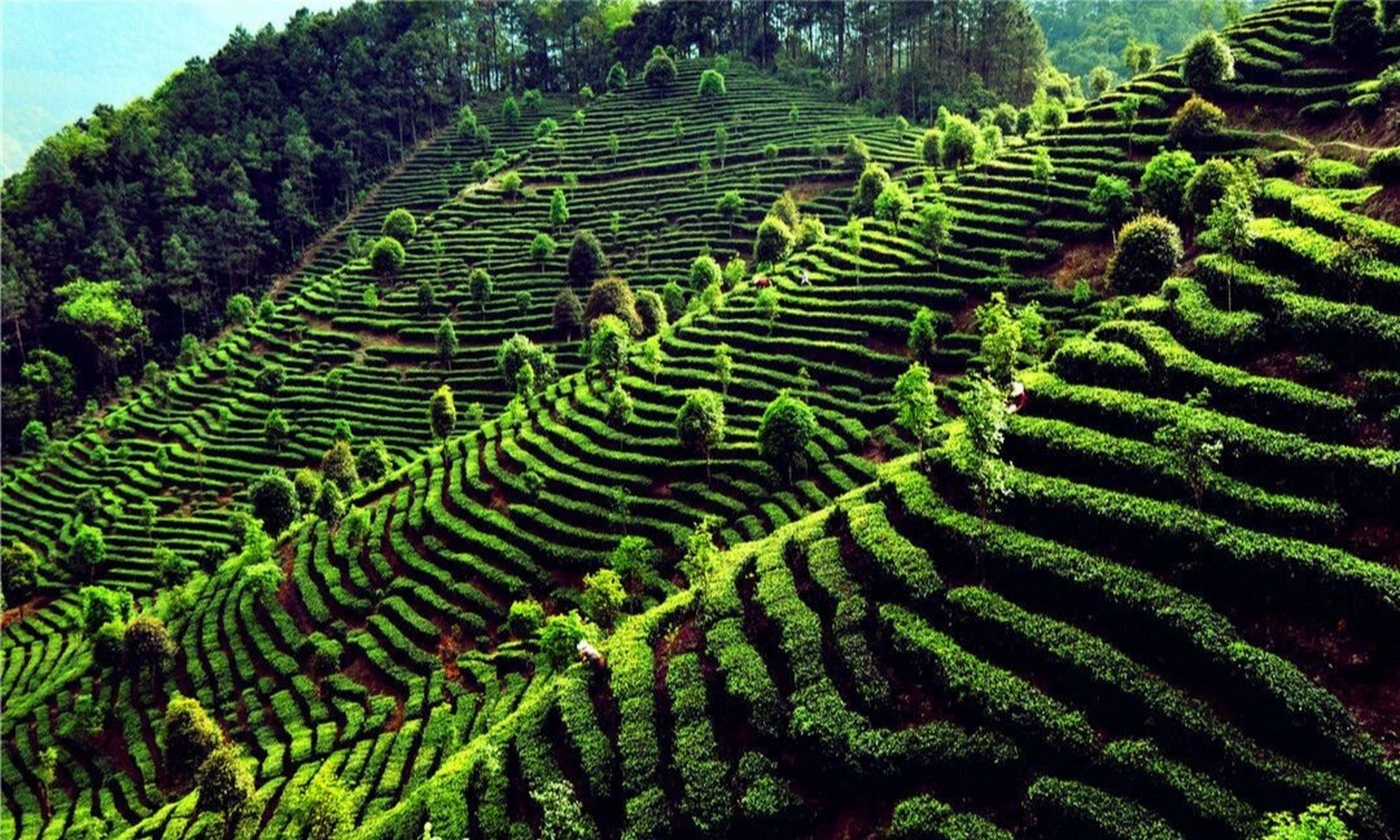 广西茶-昭平茶 昭平茶 昭平茶产于广西壮族自治区贺州市昭平县.