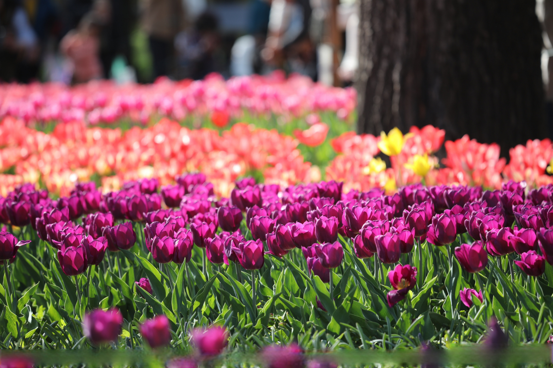 国家植物园郁金香花海有多美#【一键转存!