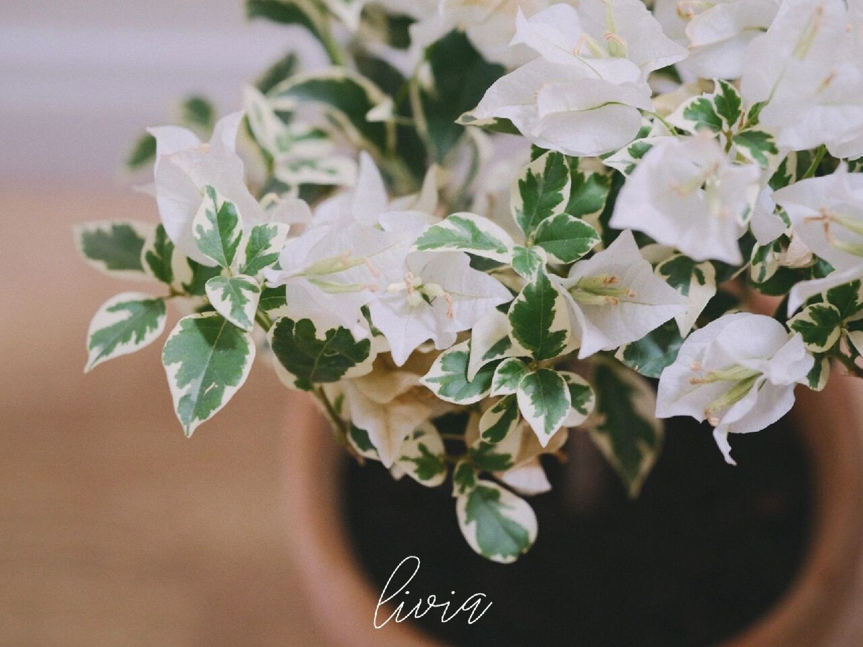 三角梅 银边白 本已有白狐狸尾巴,但发现这样纯净的白色配上银边的花