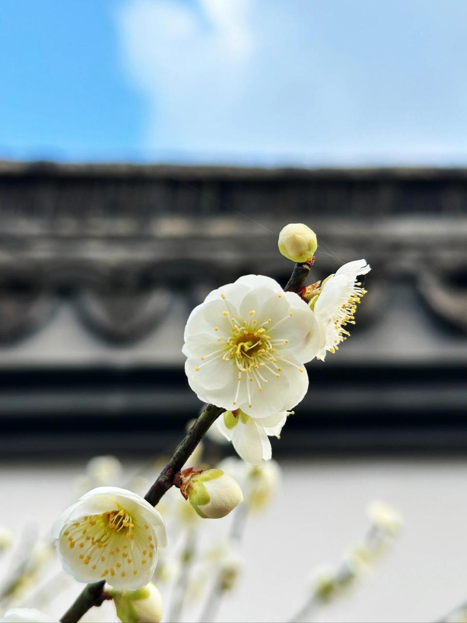 白梅花的样子图片