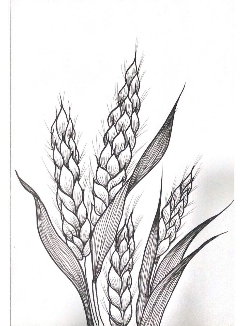 小麦创意画简笔画图片