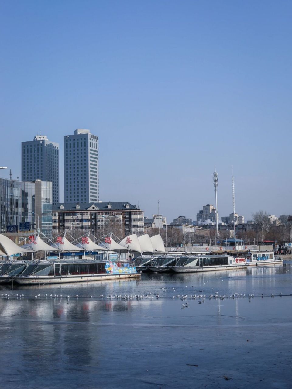 冬天来天津看海鸥啦 春节这几天气温骤降 海河上结了一层厚厚的冰06