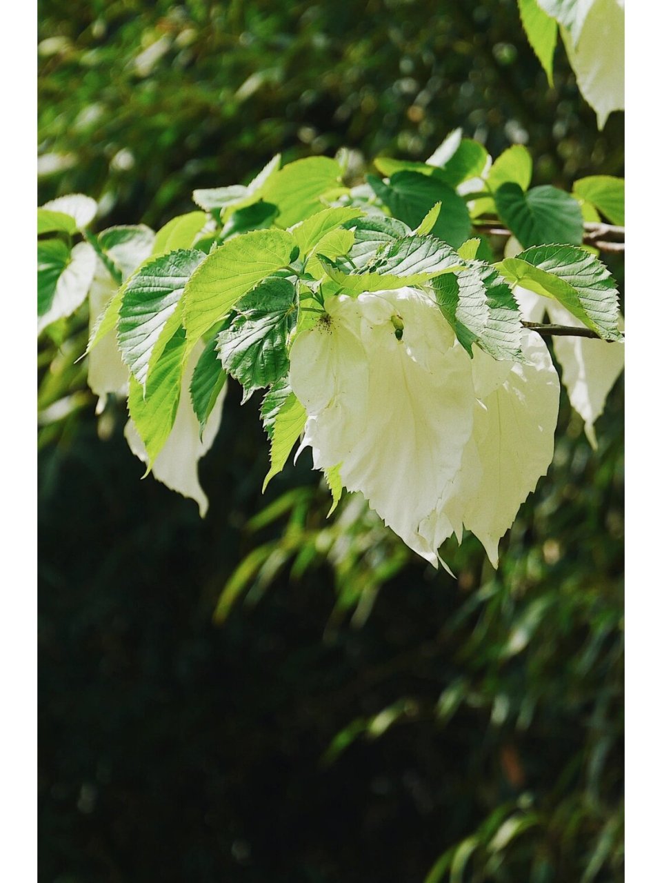 新生代第三纪的孑遗物种,国家一级保护植物.