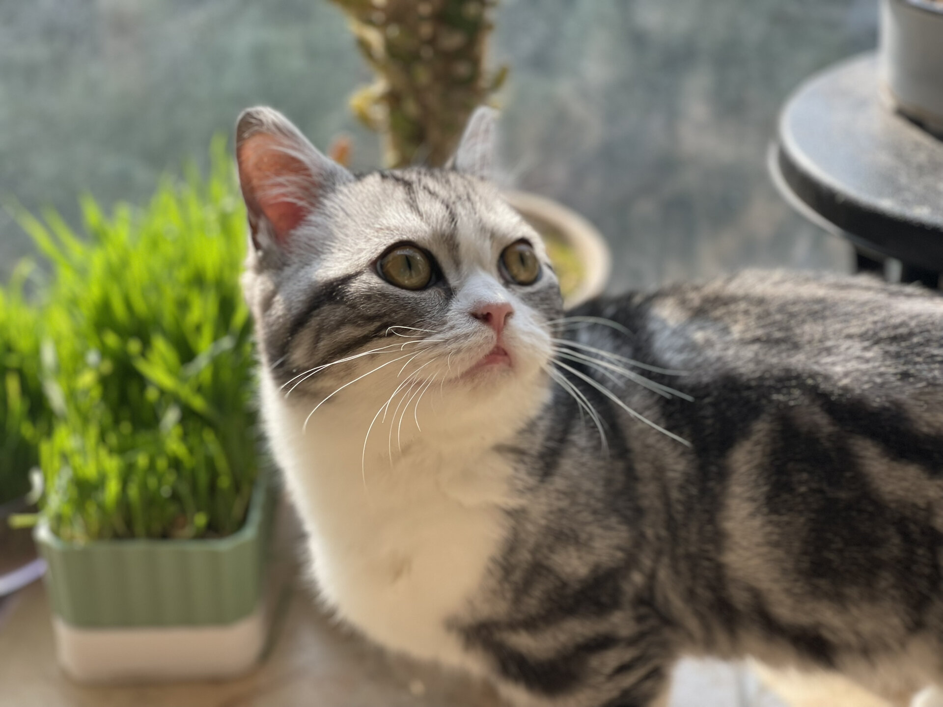 我的美短起司矮脚小猫猫长大啦,六个月的帅
