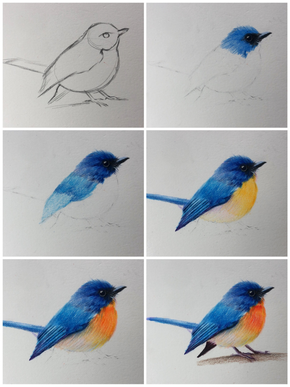 零基础彩铅:手绘小鸟92