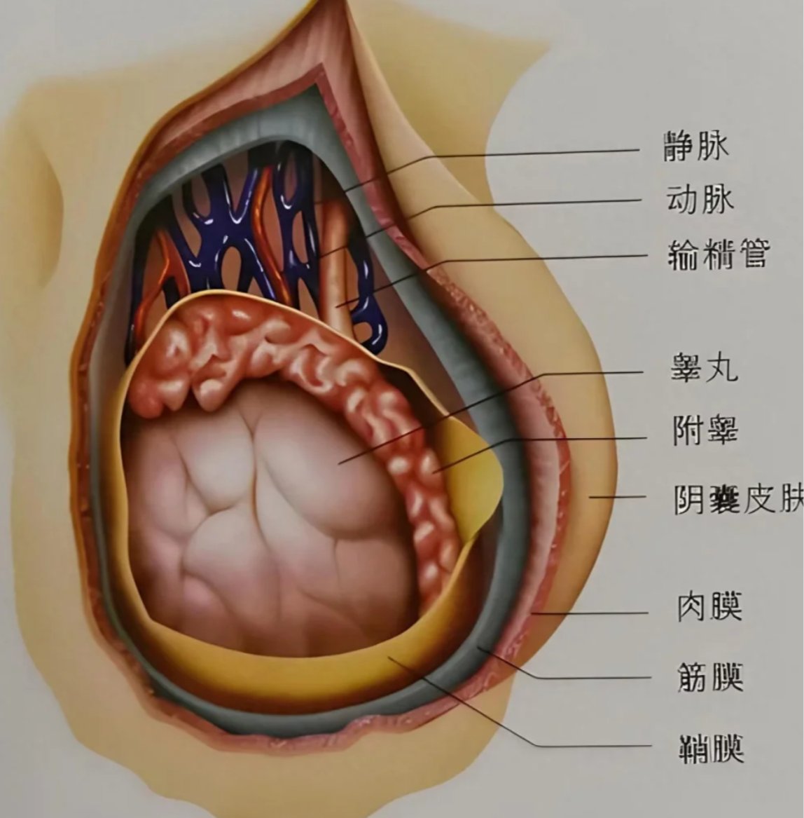 阴囊内部包含睾丸,附睾,血管和淋巴管等重要结构.它的主要功能是