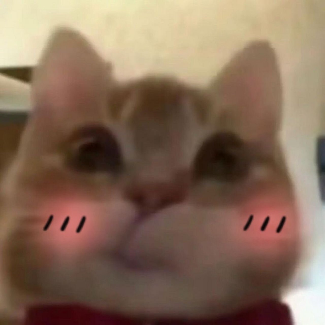 可爱猫咪撇嘴表情包