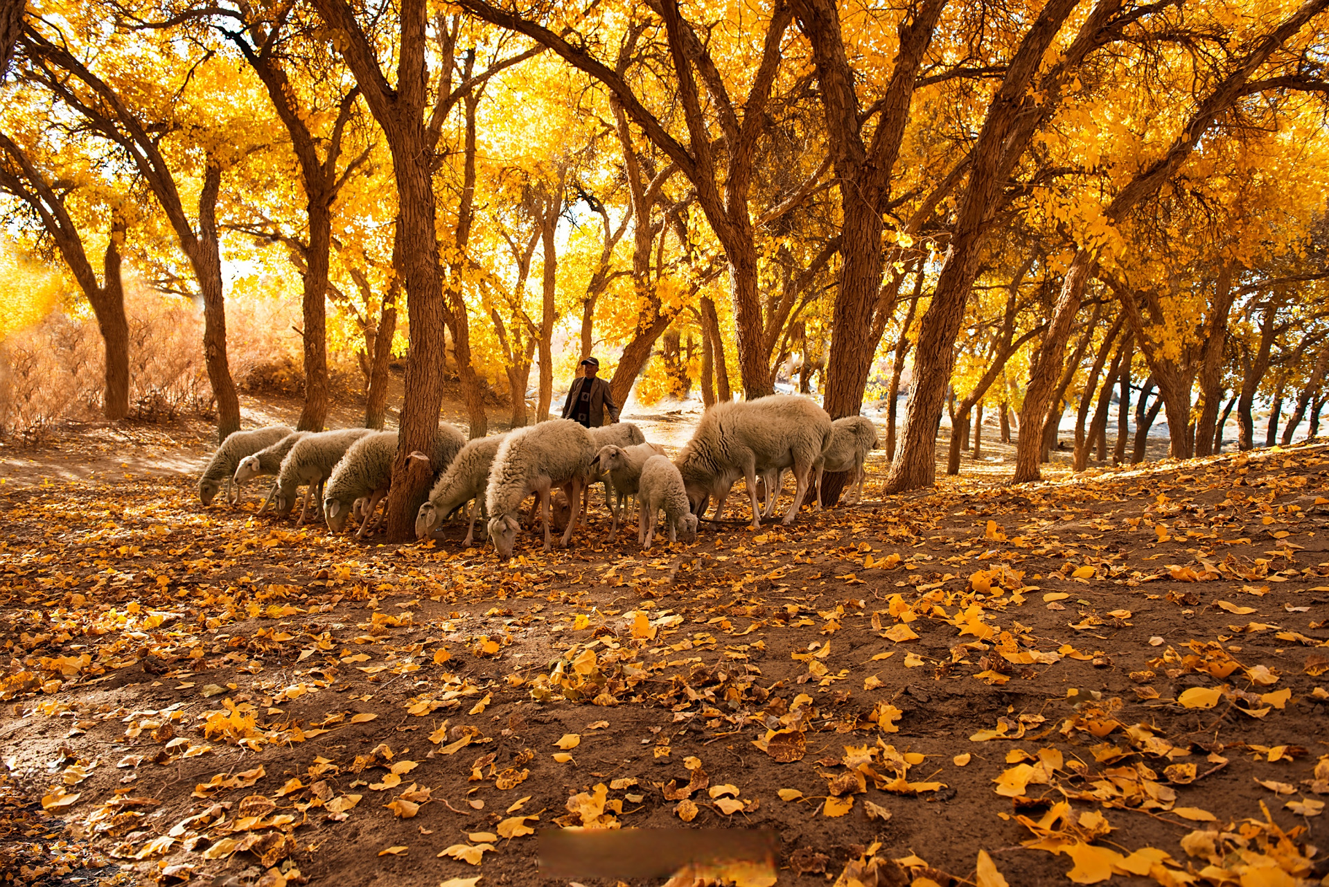 金塔沙漠胡杨林景区现已成为丝绸之路上独特的旅游景点,吸引了全国