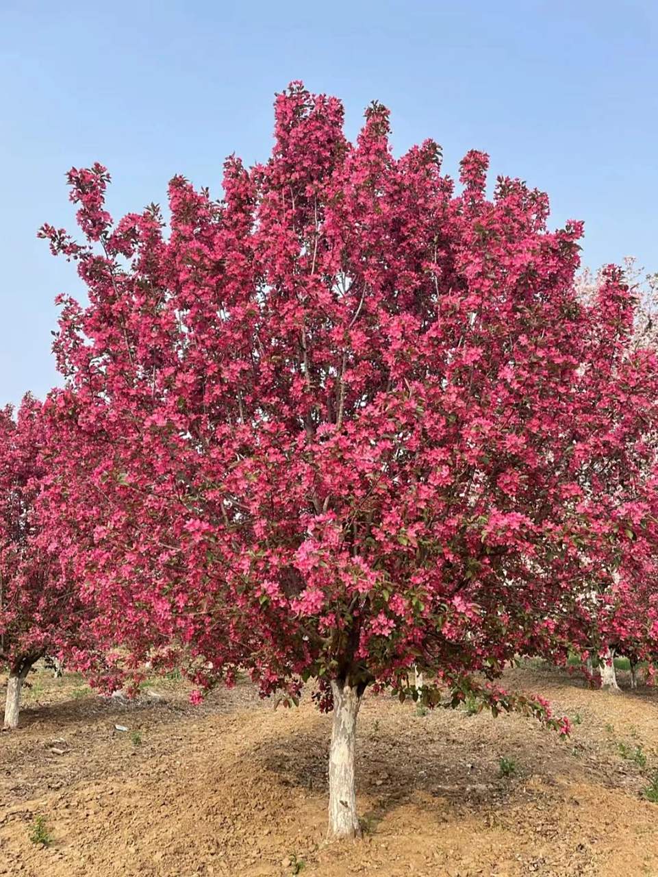 绚丽海棠,地径15-20公分 绚丽海棠,地径15-20公分