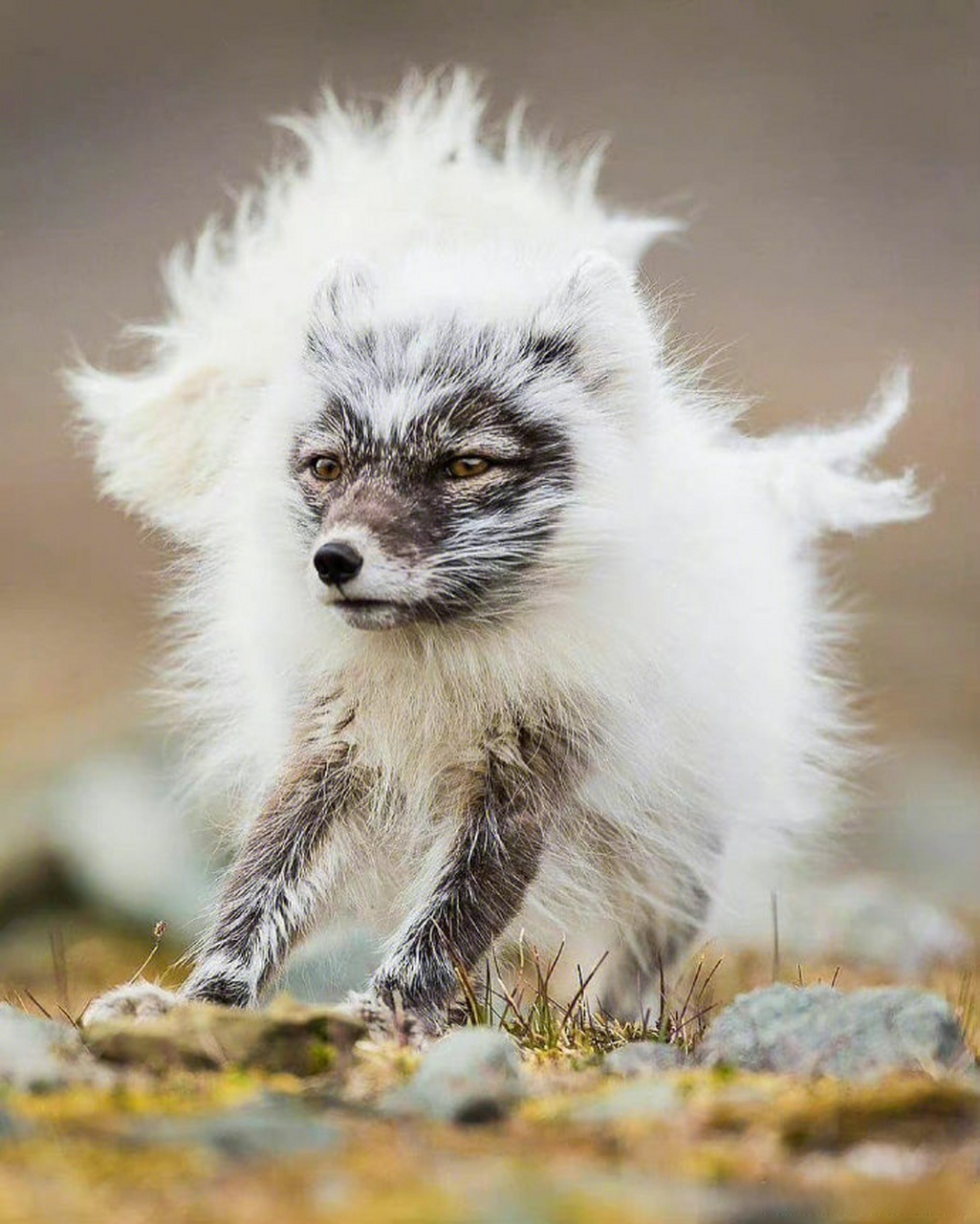 换毛期的北极狐