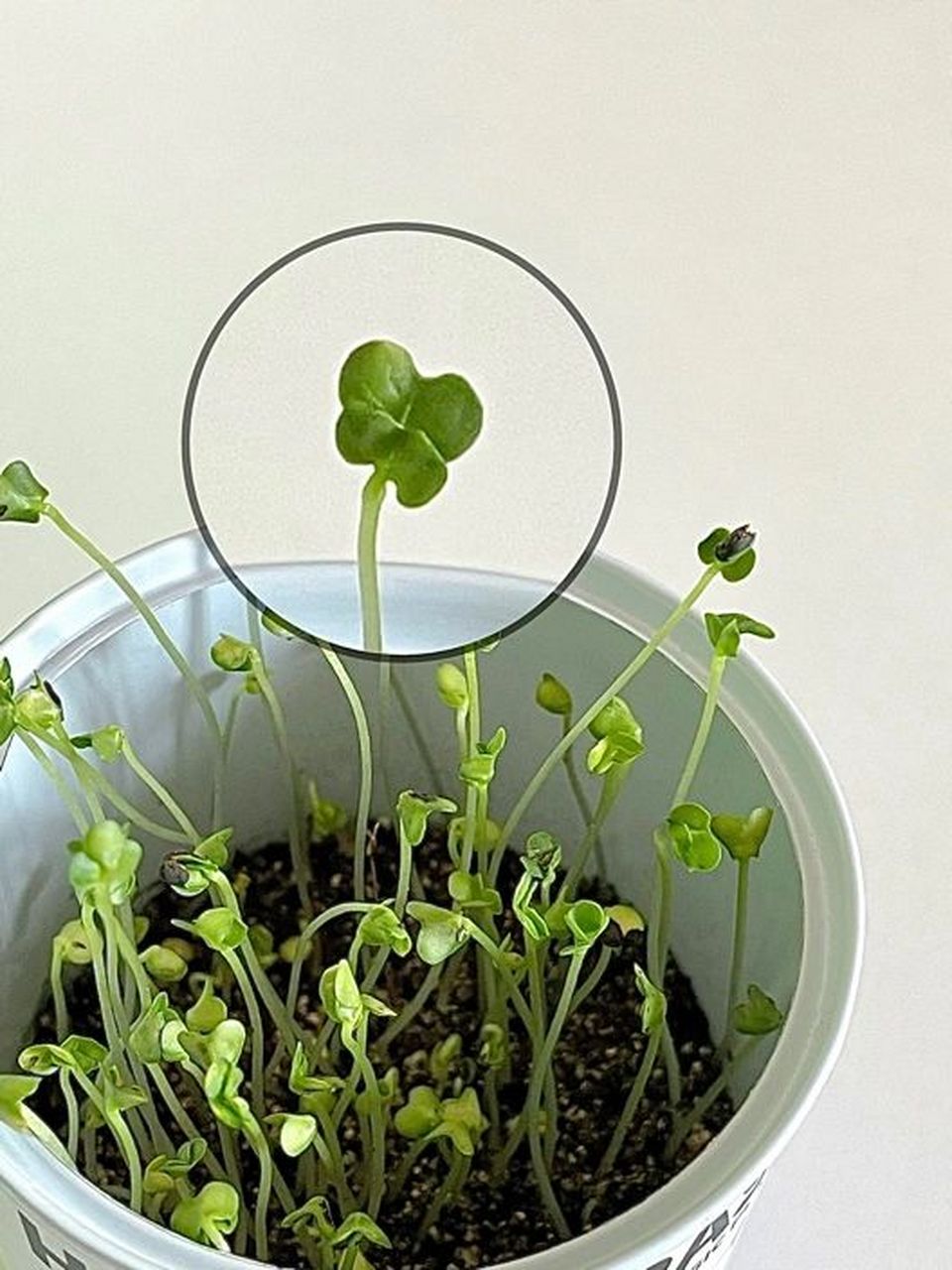 心形草 叶子都是爱你的形状  分享一位宝子的买家秀 我已经长成了爱你