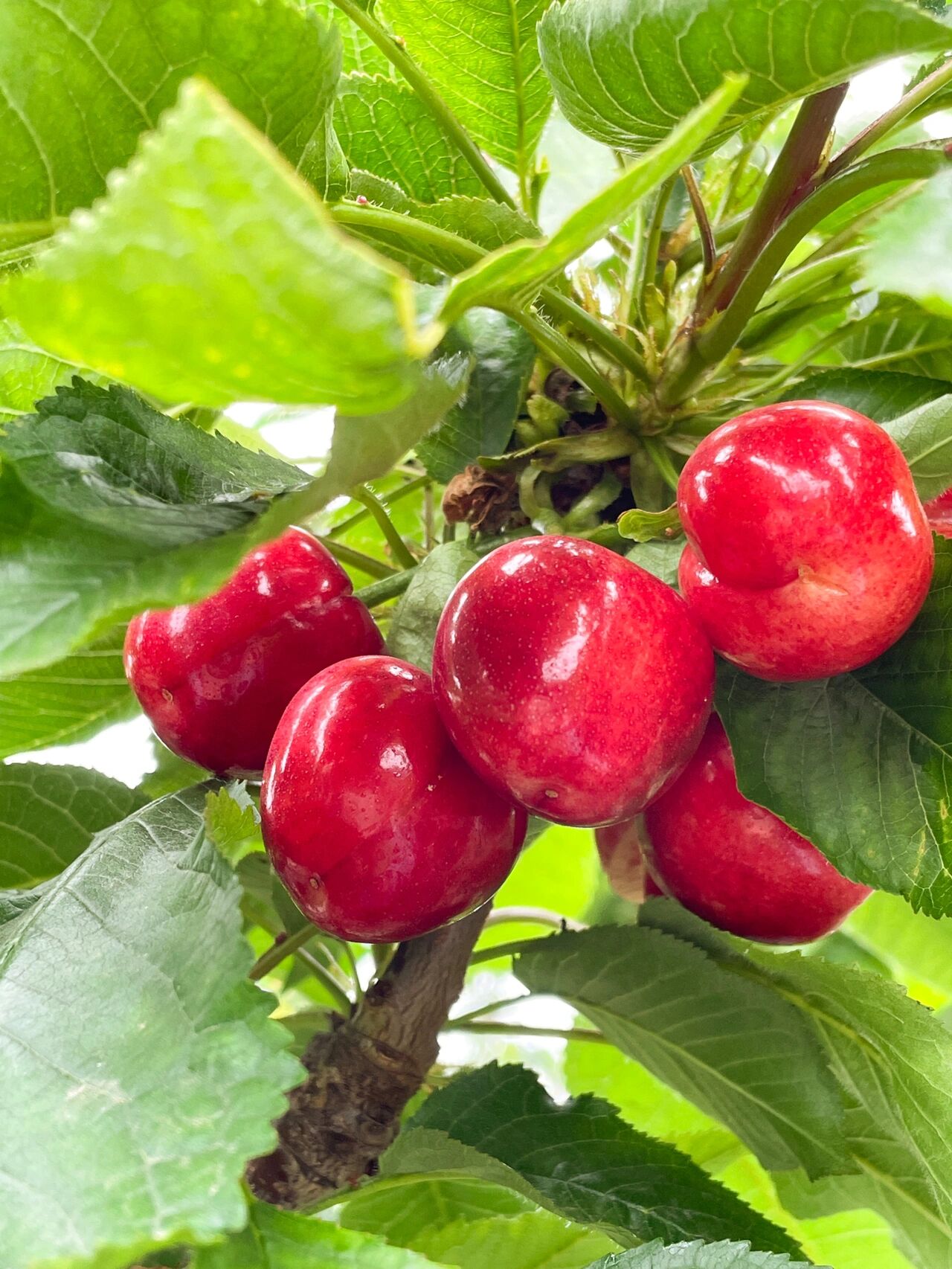 自己家的红灯大樱桃30mm-32mm大果现摘现发 红灯大樱桃已经开始采摘啦