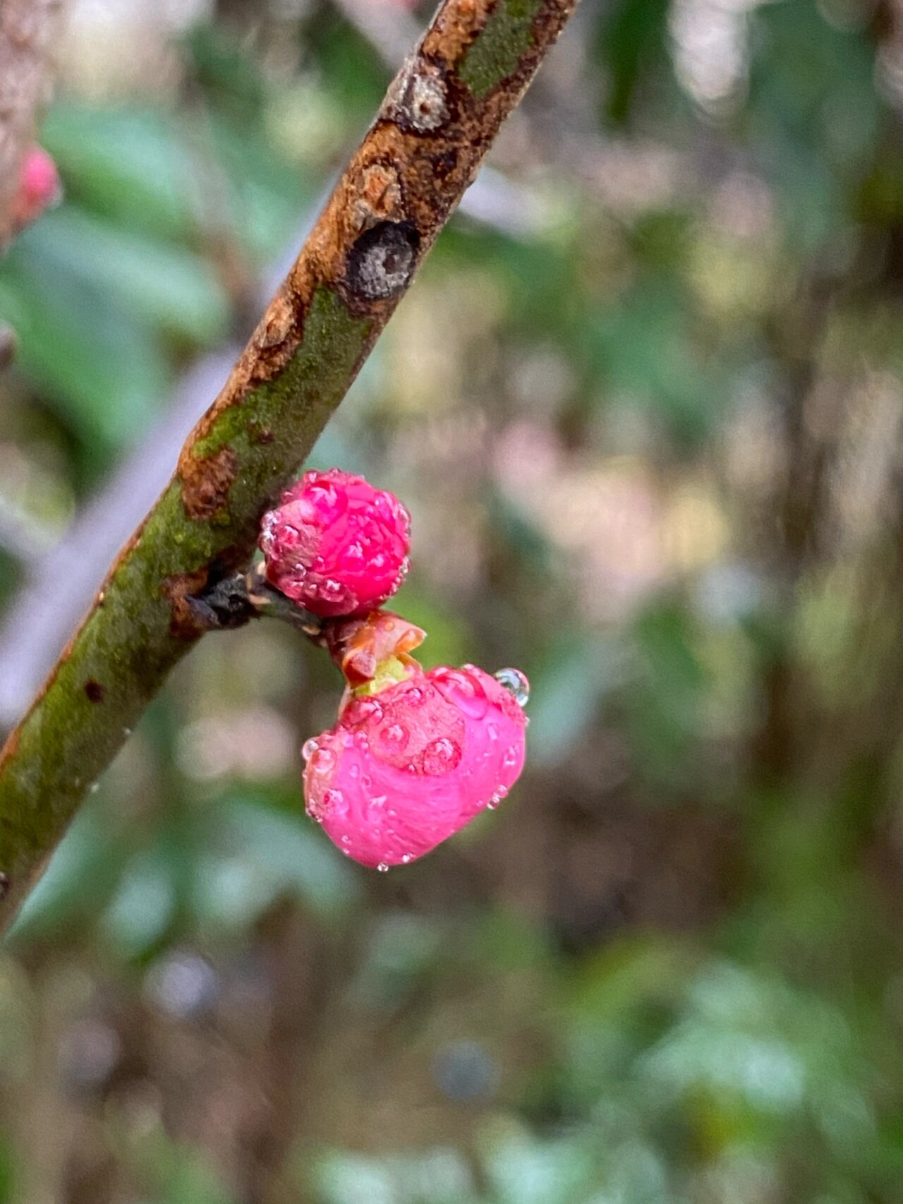 梅朵,就是梅花的花骨朵儿