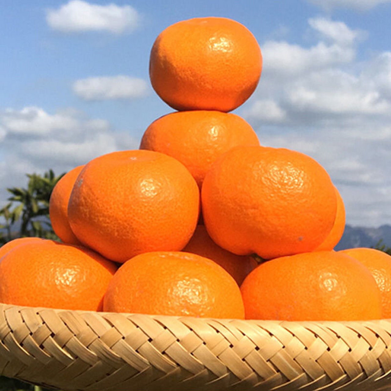 湖北省特产 - 武当蜜橘 武当蜜桔具有色泽鲜艳,果形