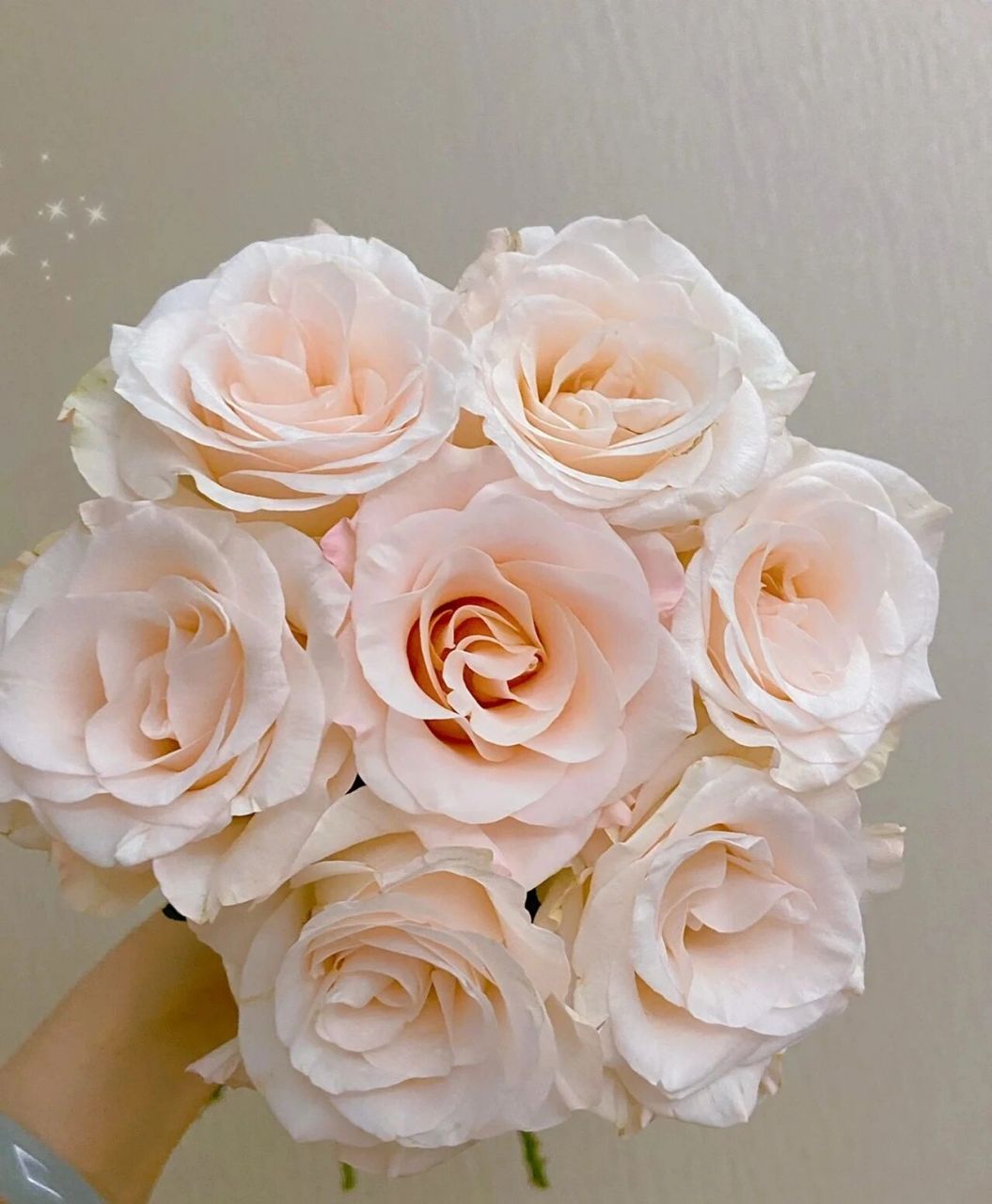 每天认识一种花--辛西娅玫瑰 辛西娅玫瑰 高颜值自带珠光感的玫瑰,无