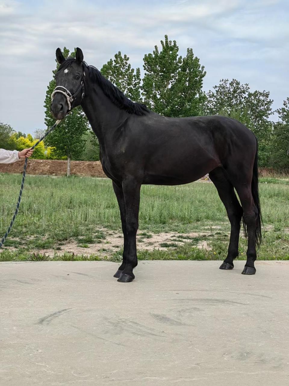 温血马.德国🇩🇪温血,母马,3岁多,肩高,1.70左右.