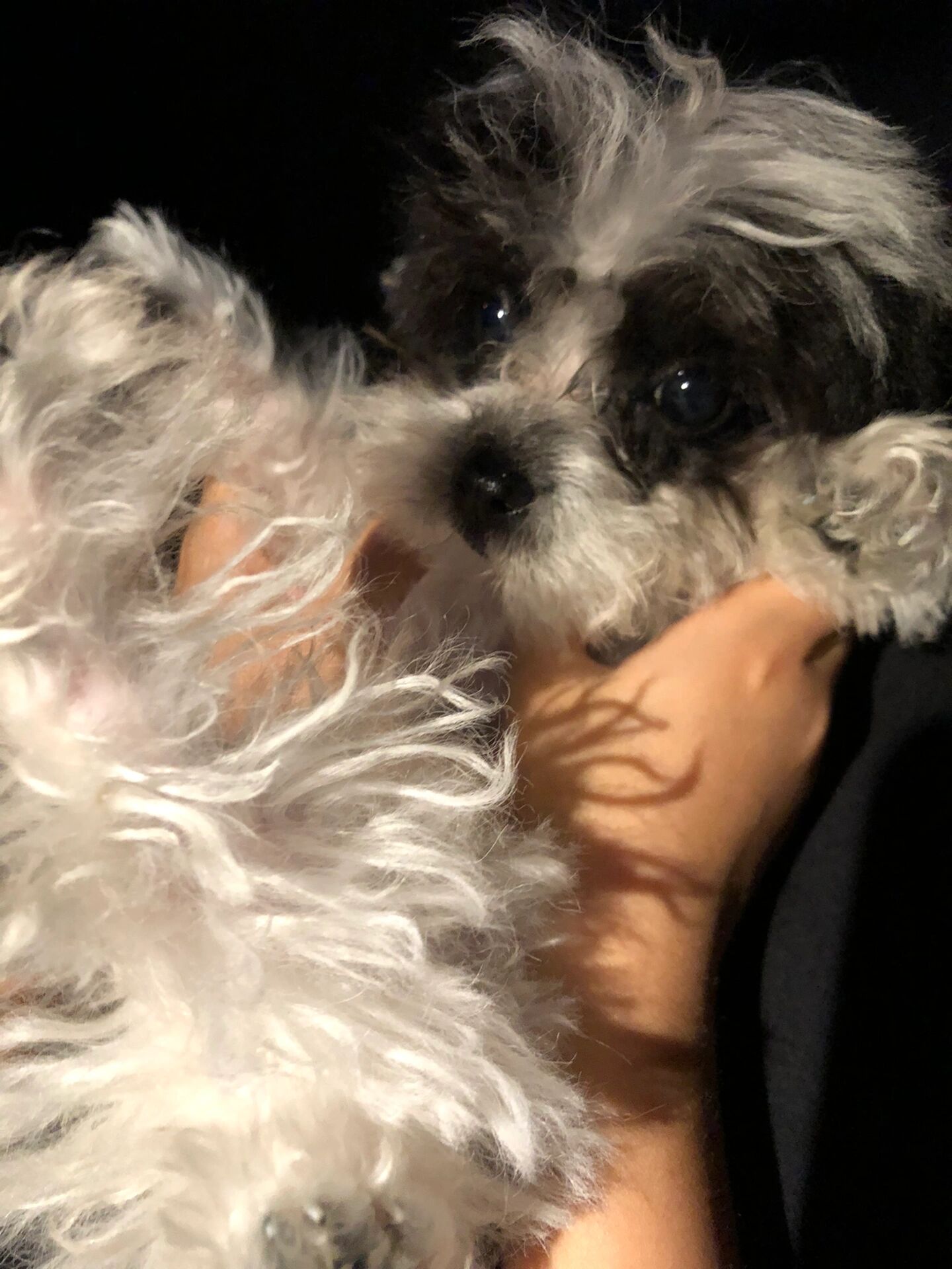 贵宾/泰迪🐻犬知多少 贵宾犬,原产地:法国.