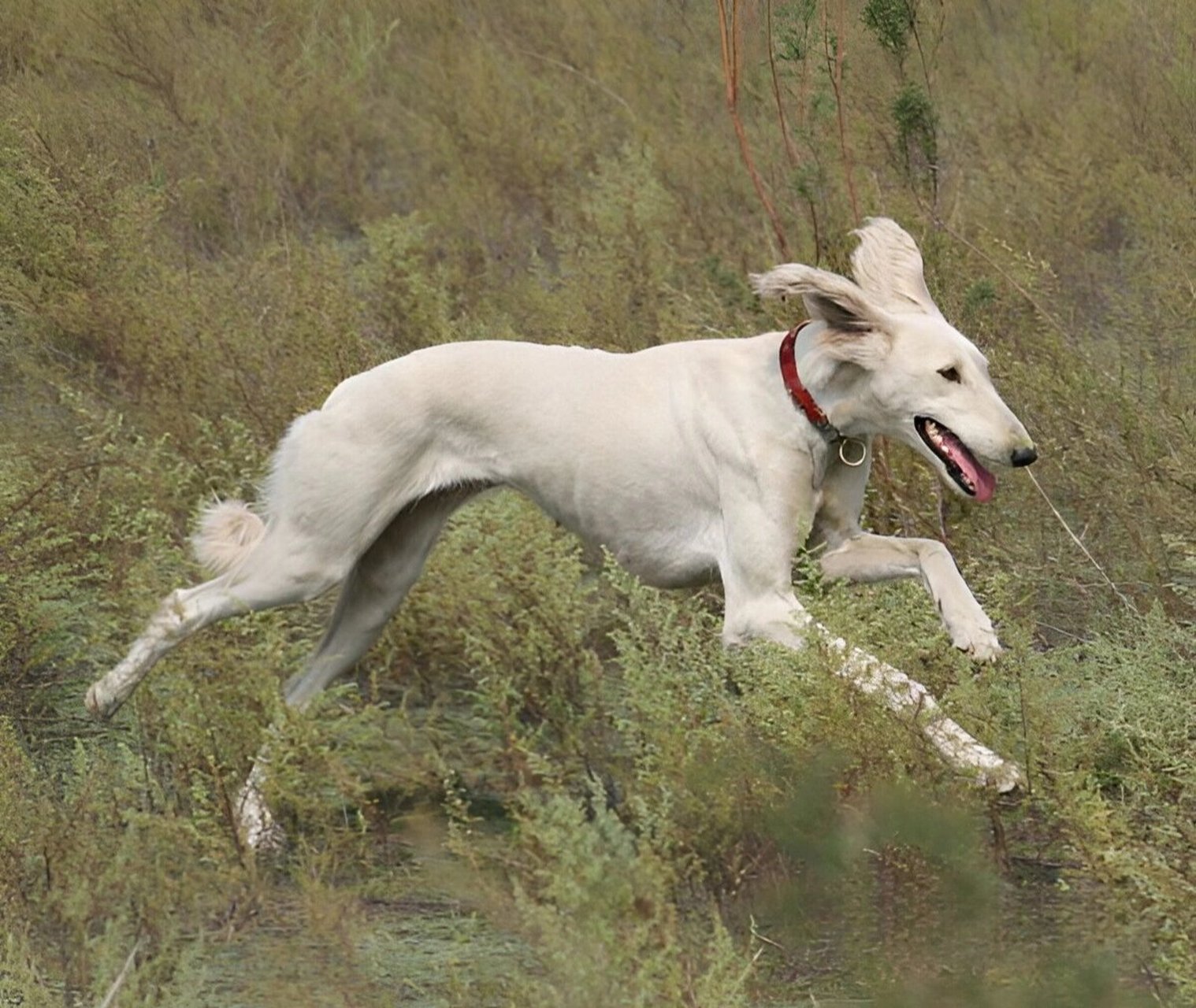 细犬老照片图片