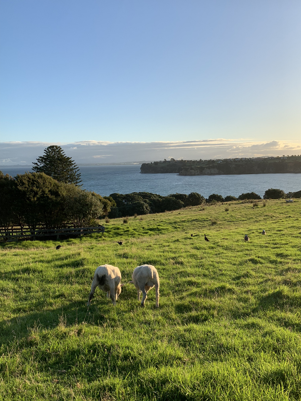 新西兰day6|奥克兰电影场景般的海边牧场91 傍晚的莎士比亚公园岸边
