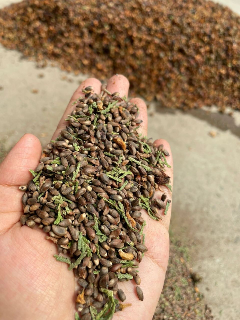 姥姥家的野生柏树籽 我百度了一下可以做枕头 助眠安神 提高免疫力!