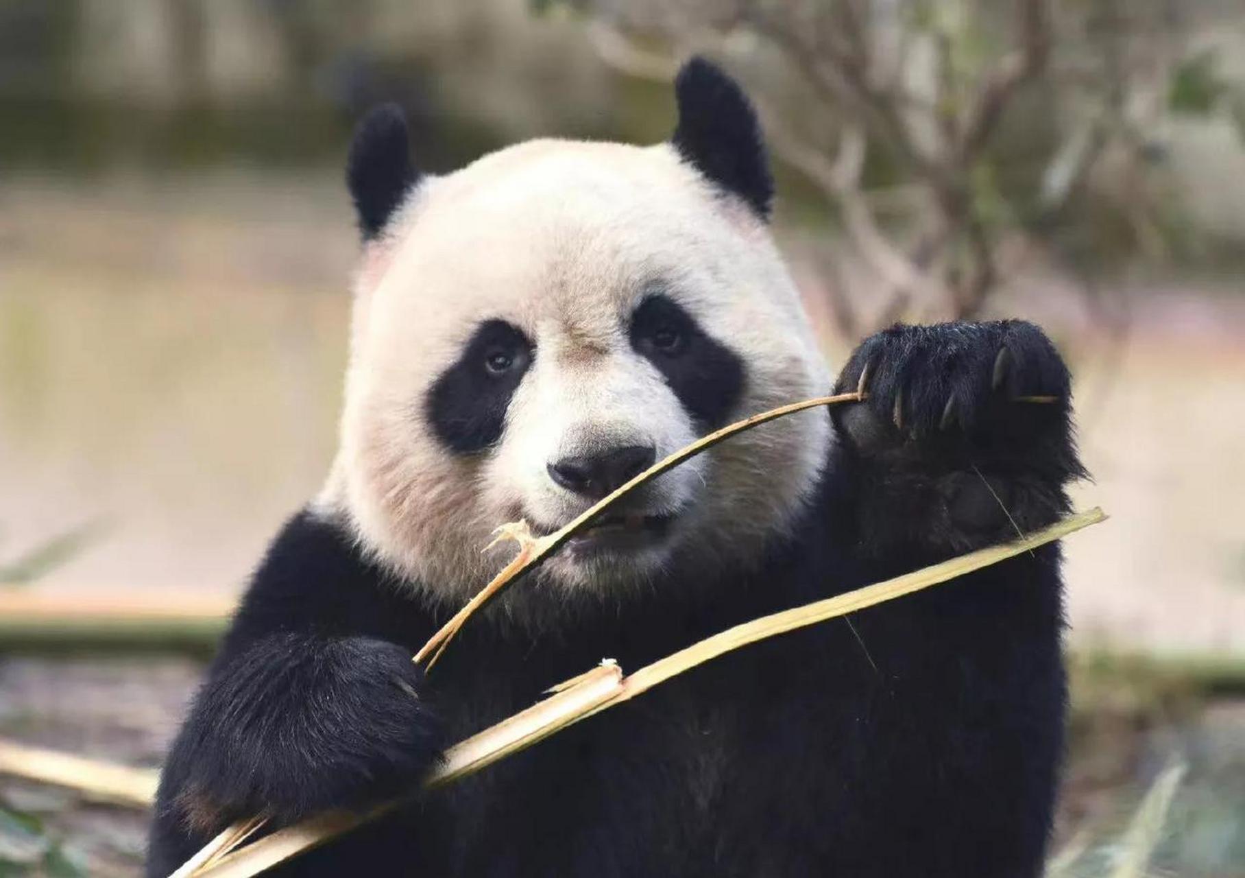 大熊猫苏星,因为喜欢用脑袋劈竹子而出名.