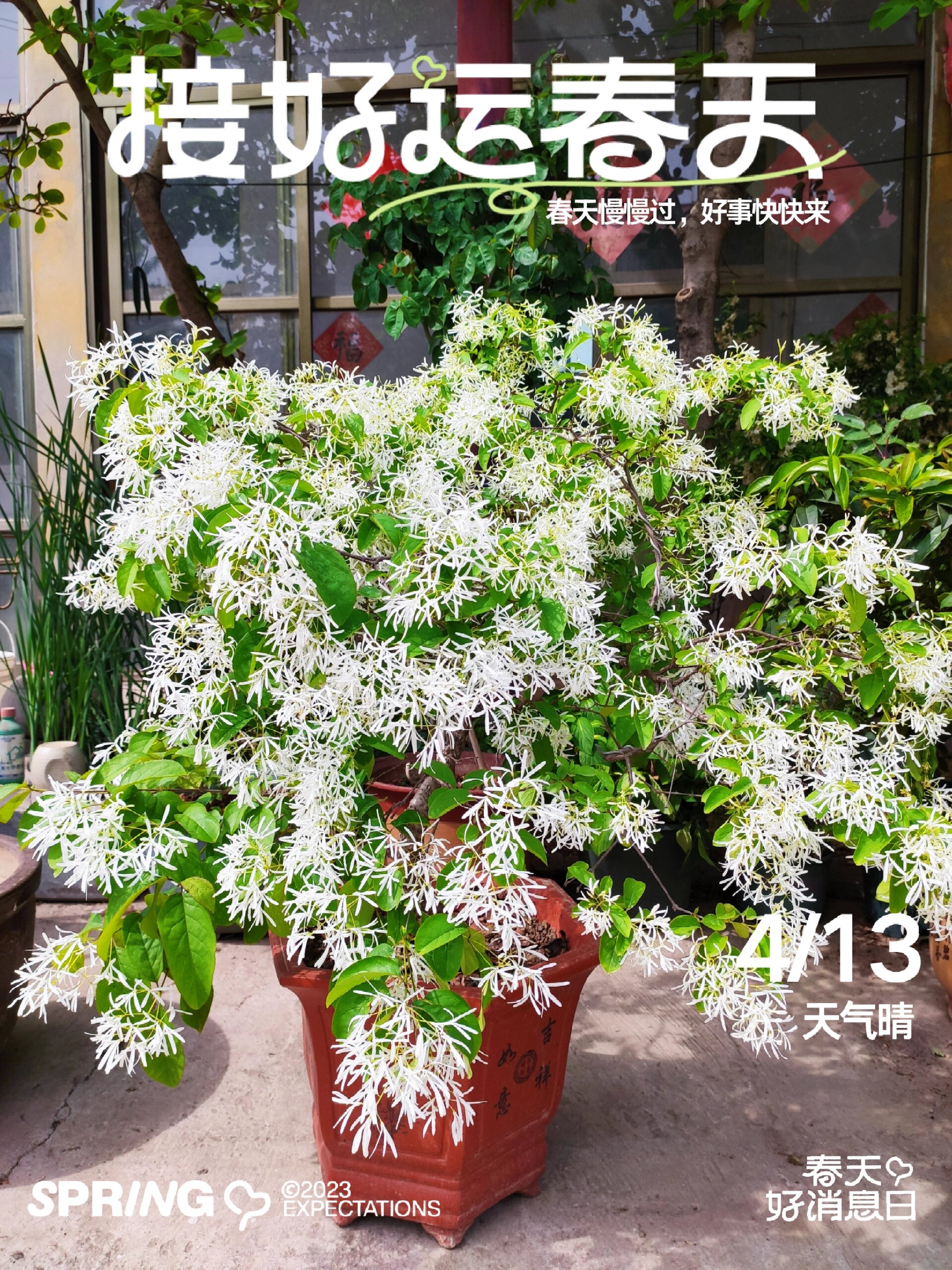 流苏 又名四月雪