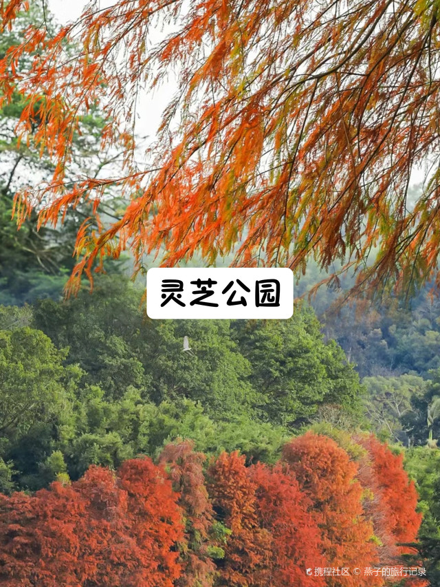 深圳灵芝公园图片