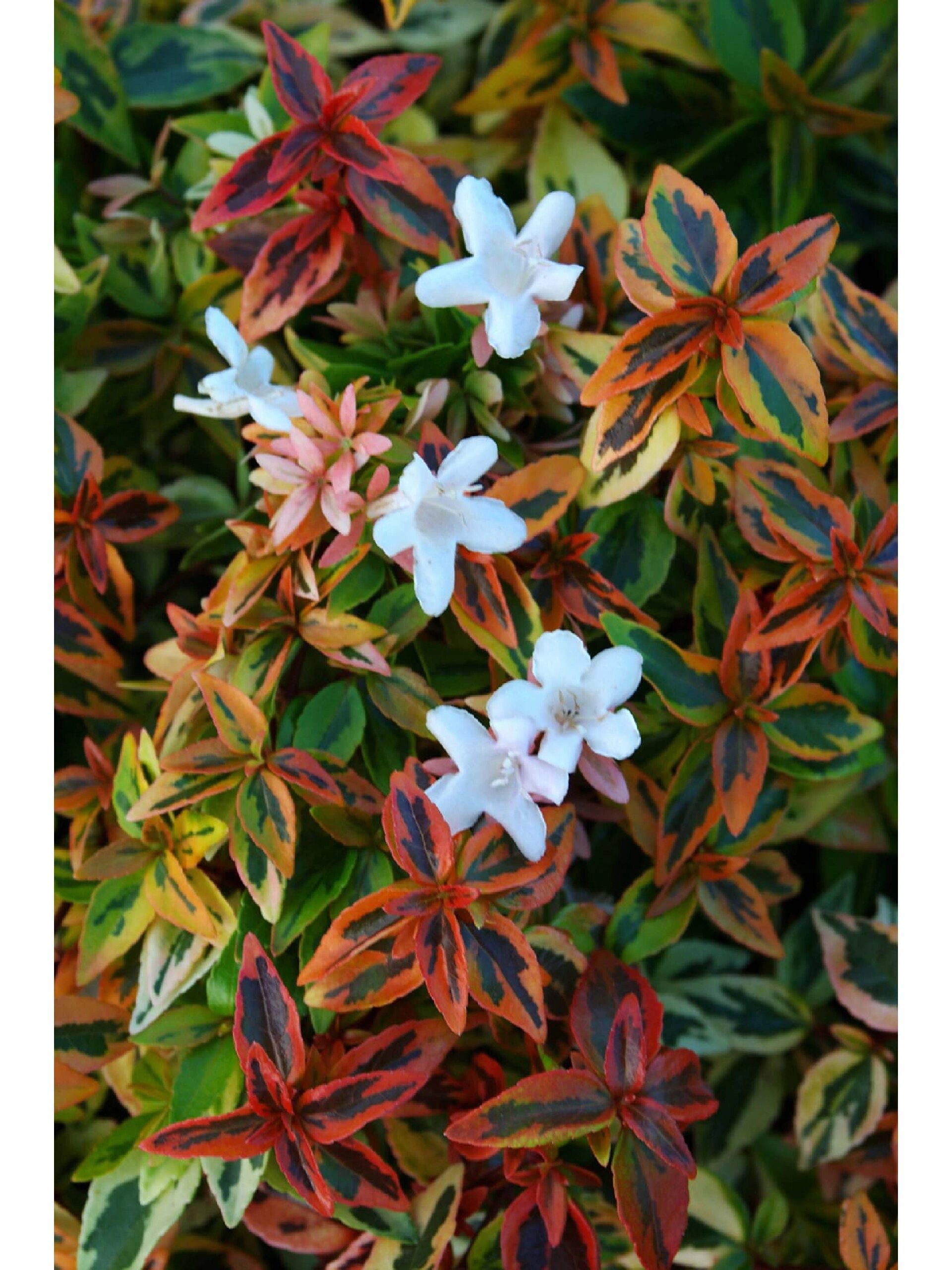 天道树花好看的照片图片