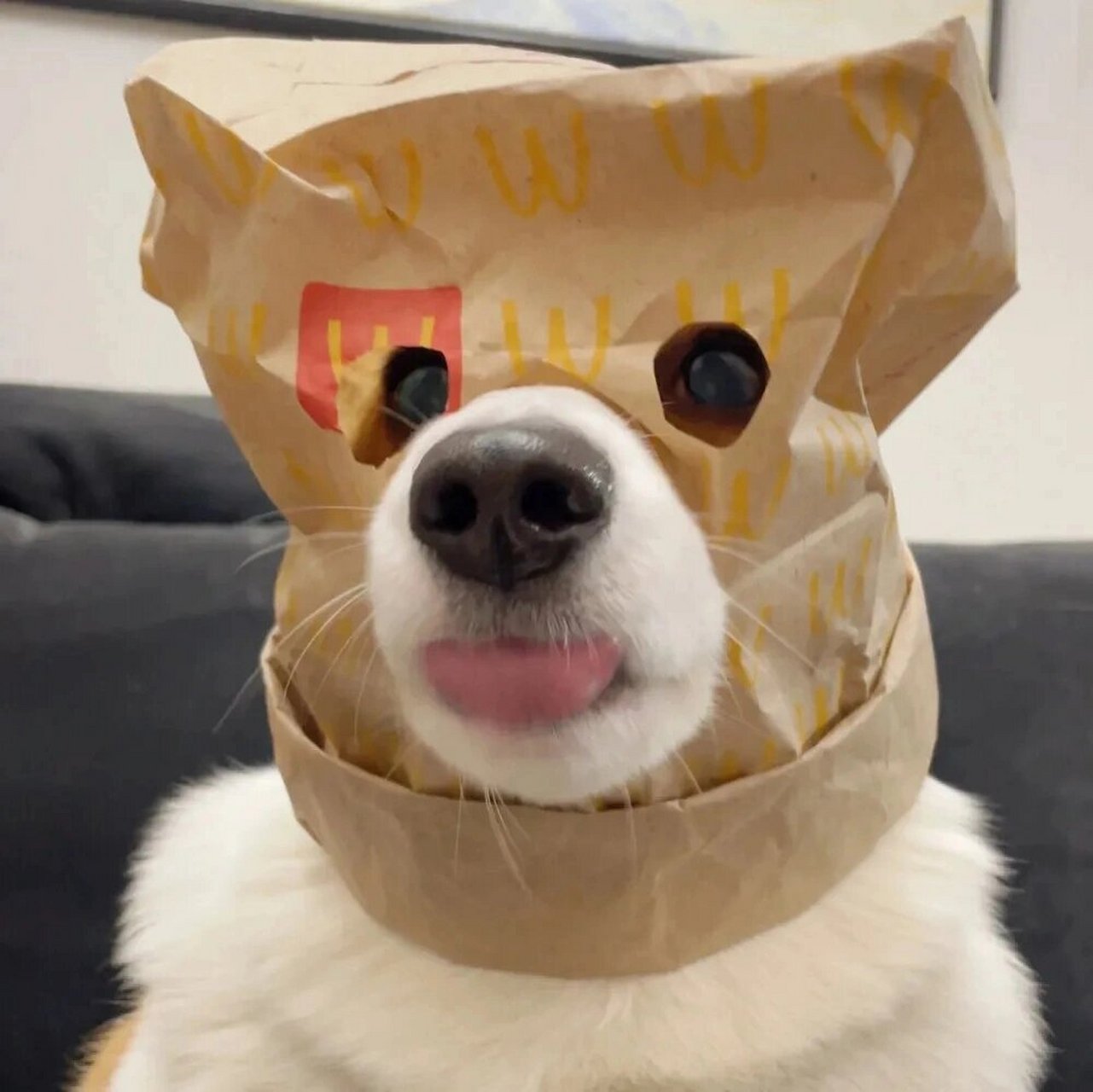 分享一波可爱的猫猫狗狗头像～ 可可爱爱,没有脑袋～ 猫猫狗狗谁不爱