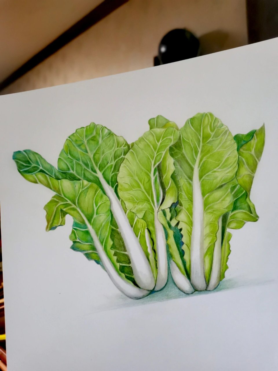 彩铅原创手绘:小白菜,绿色控的爱 这幅画素材来源多多买菜的蔬菜