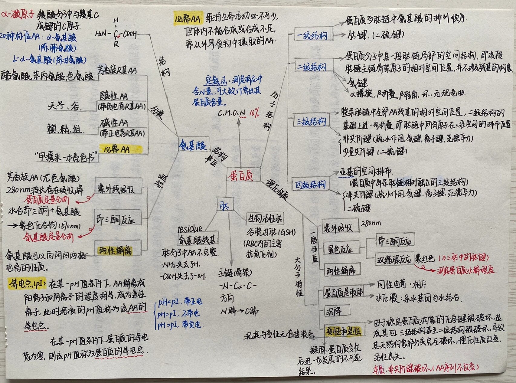 蛋白质的思维导图手绘图片