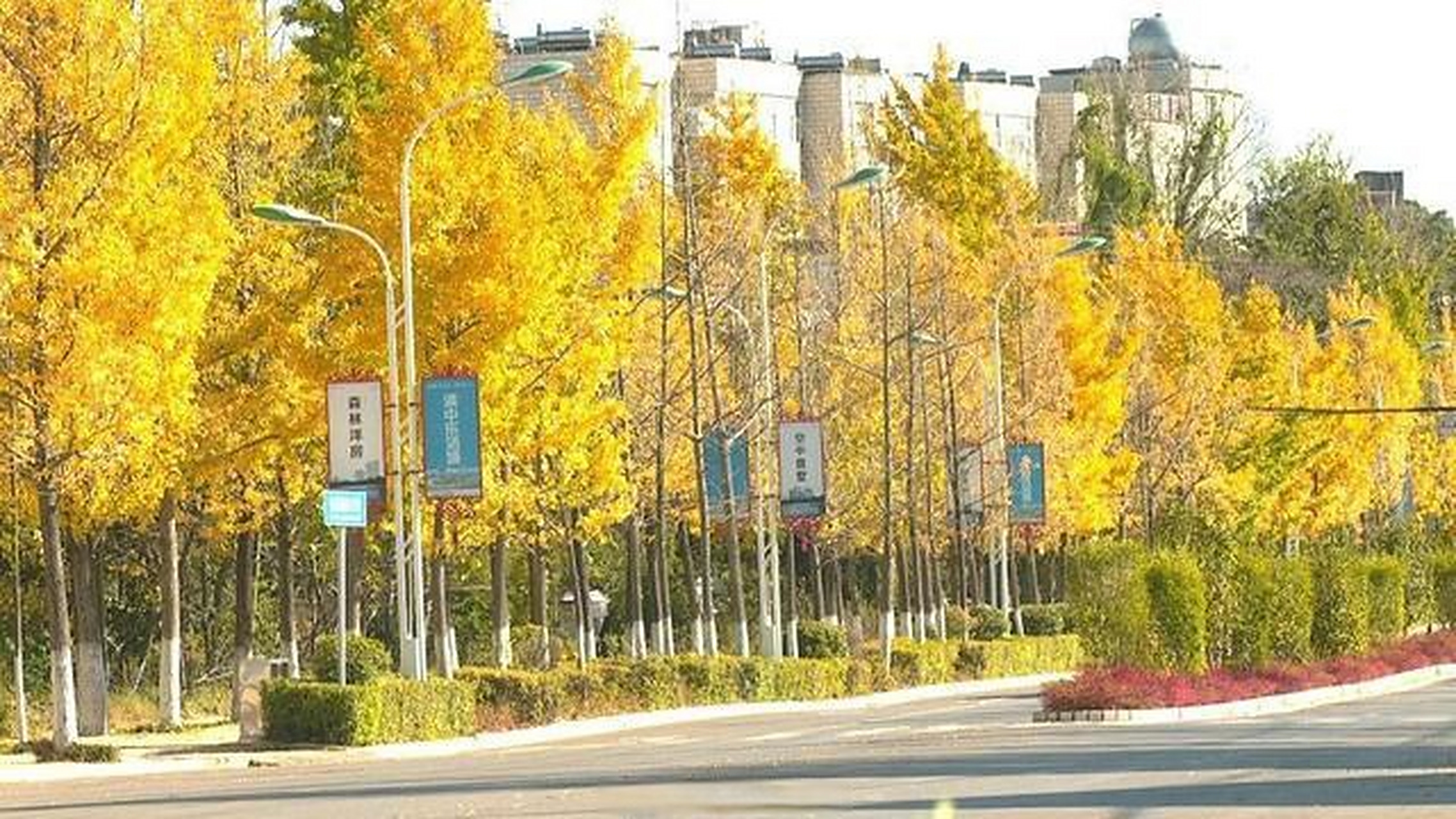城市绿化常用植物图片